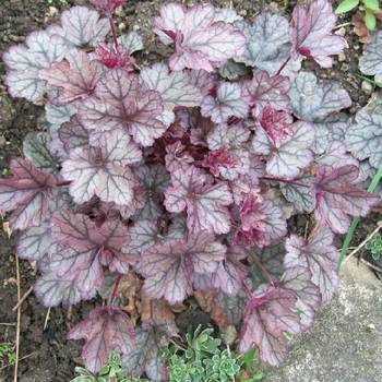 Гейхера Heuchera ‘Silver Scrolls’